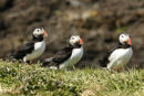 Puffins